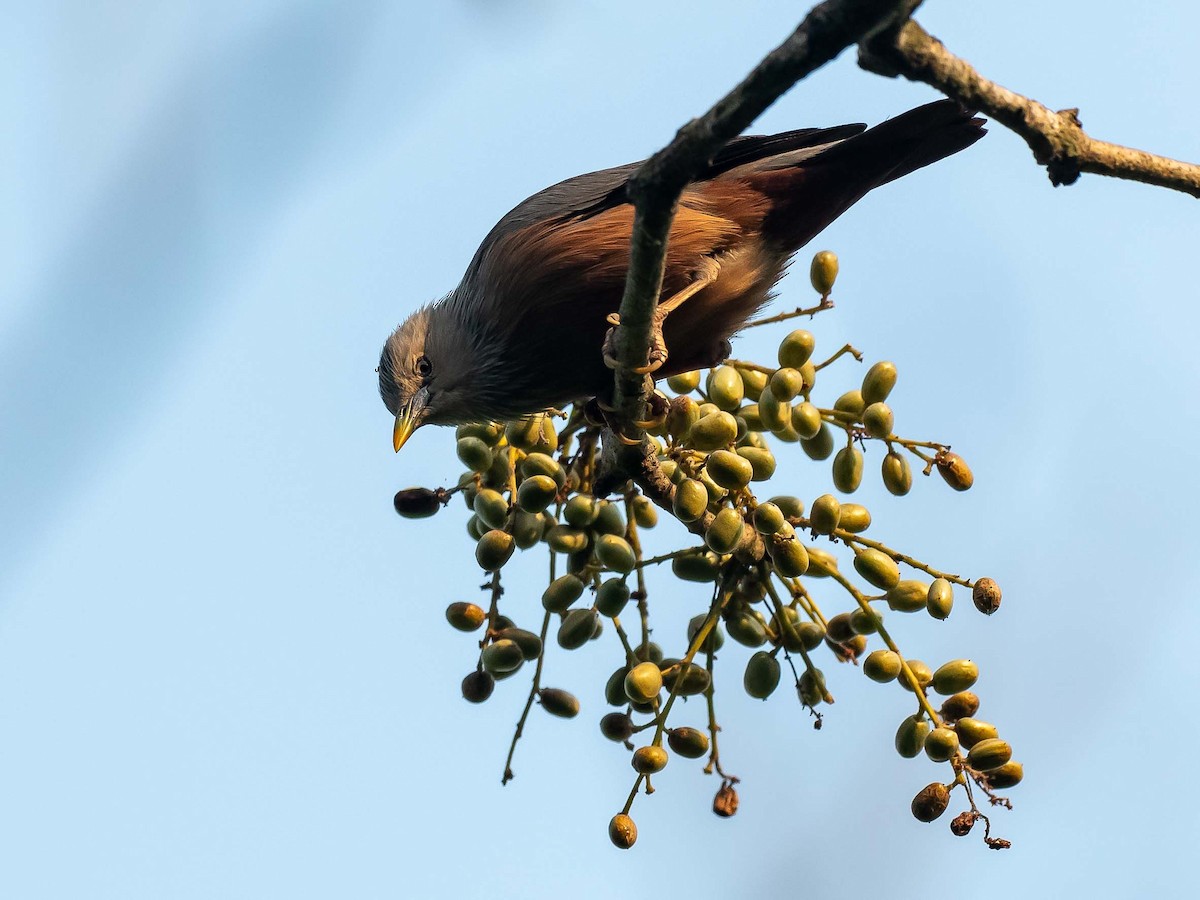Chestnut-tailed Starling - ML619615924