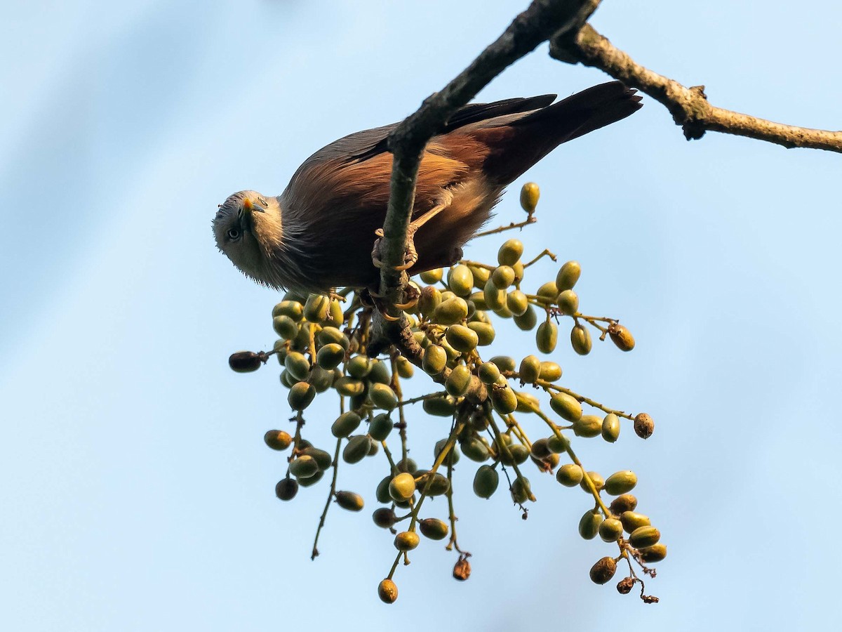 Chestnut-tailed Starling - ML619615925