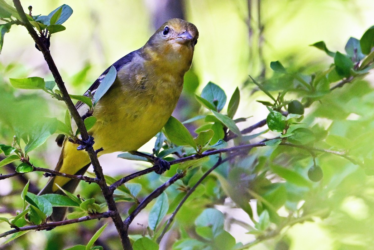 Western Tanager - ML619615935