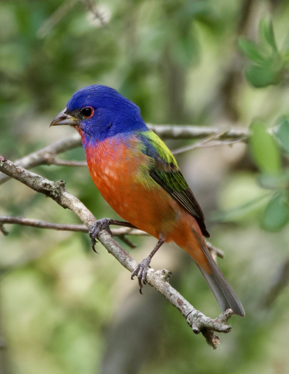 Painted Bunting - ML619616015
