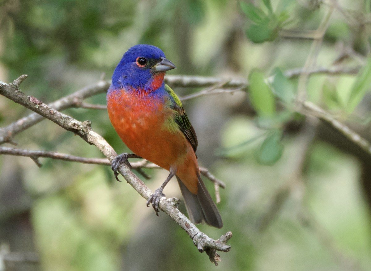 Painted Bunting - ML619616032