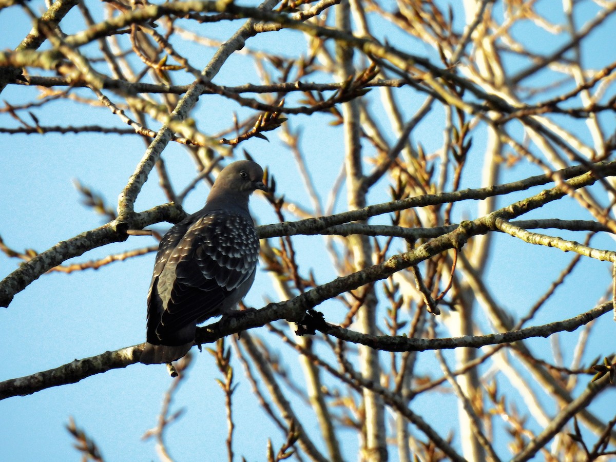 Spot-winged Pigeon - ML619616055