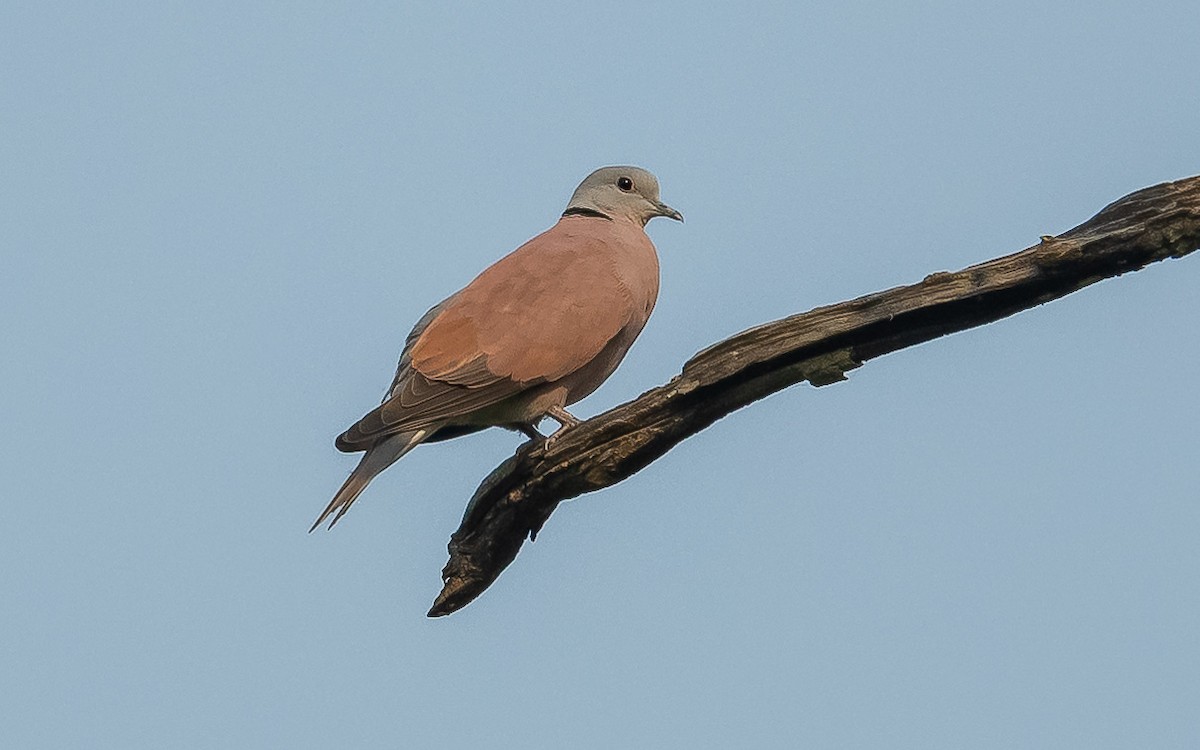 Red Collared-Dove - ML619616087