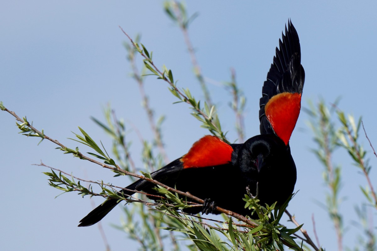 Red-winged Blackbird - ML619616094