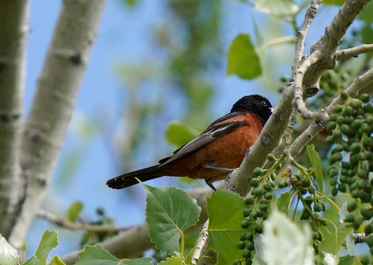 Orchard Oriole - ML619616128