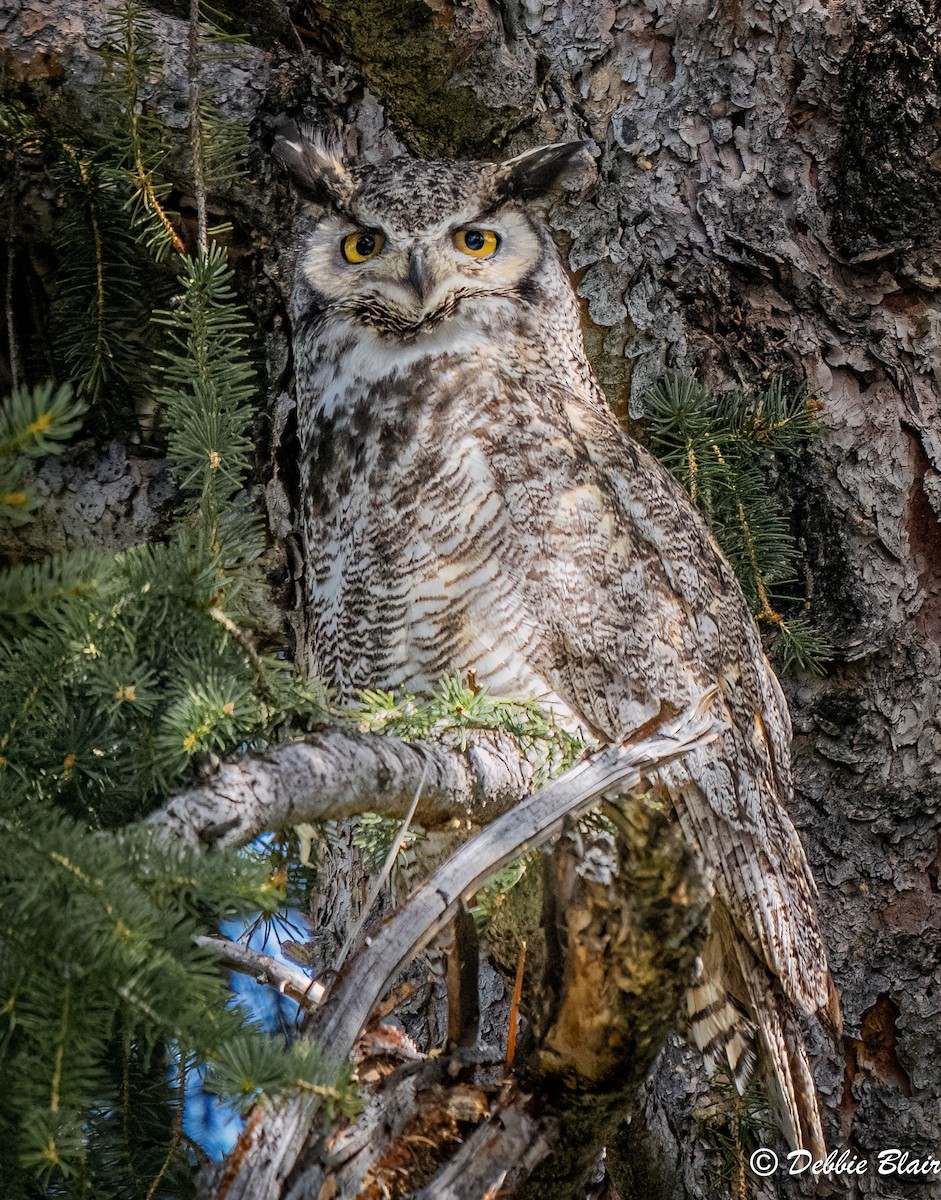 Great Horned Owl - ML619616136