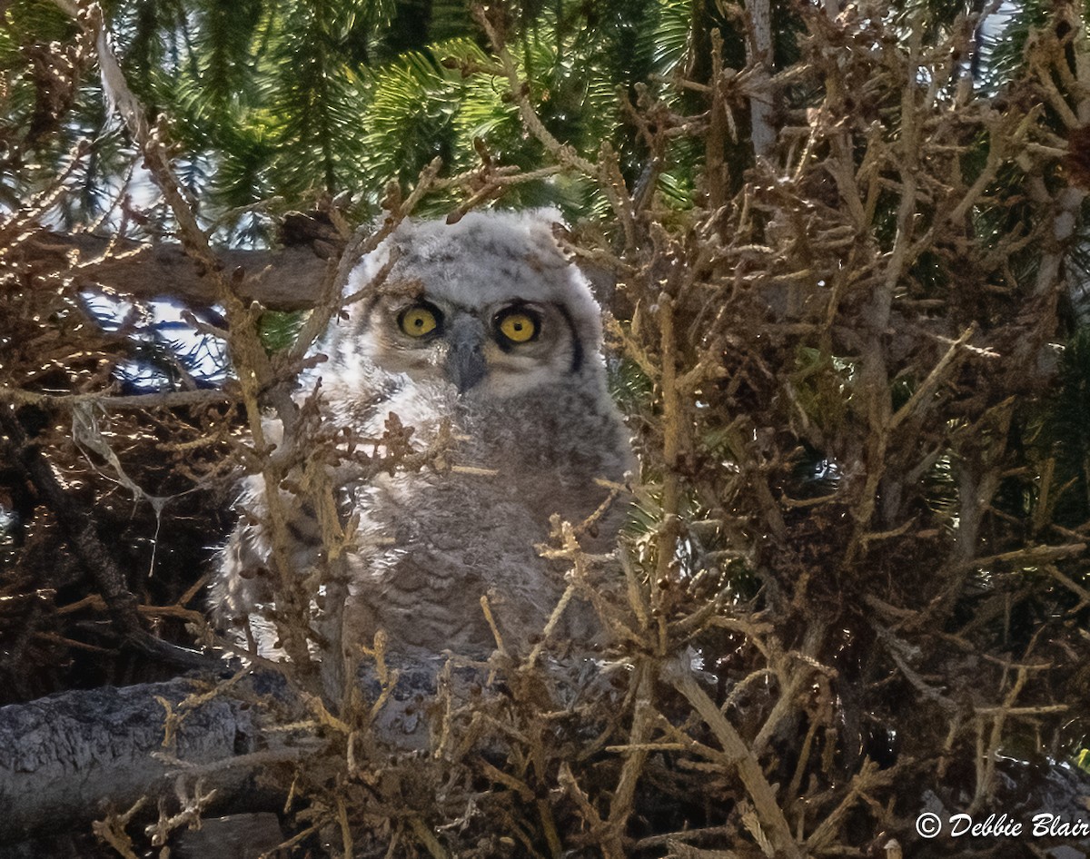 Great Horned Owl - ML619616156