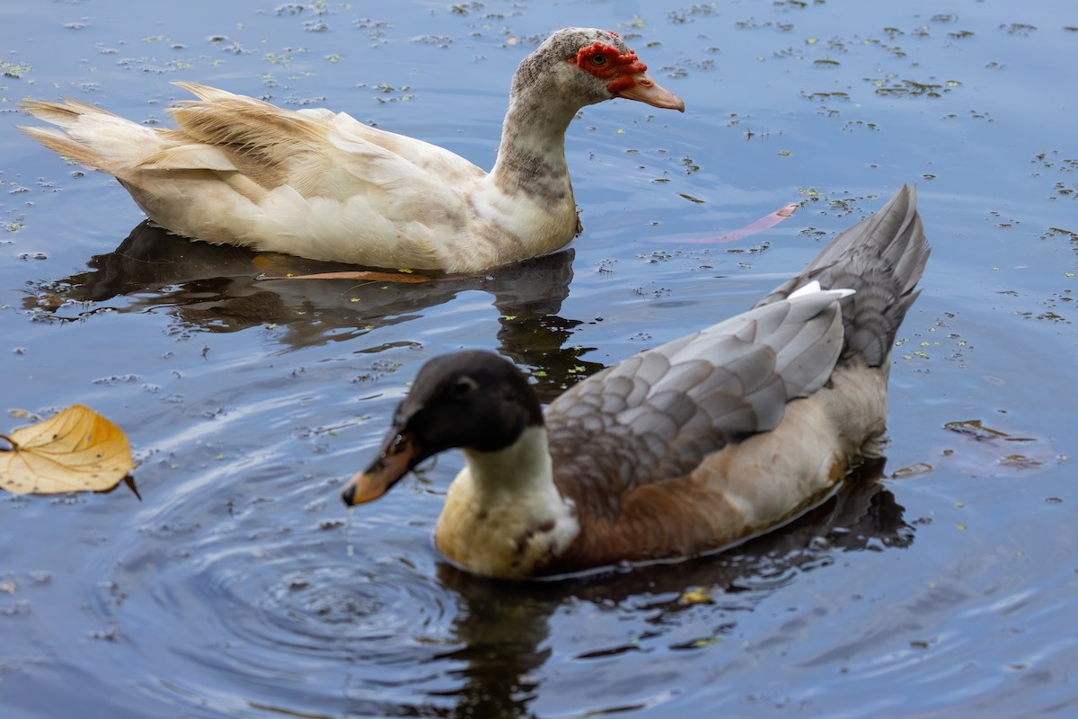 Muscovy Duck (Domestic type) - ML619616157