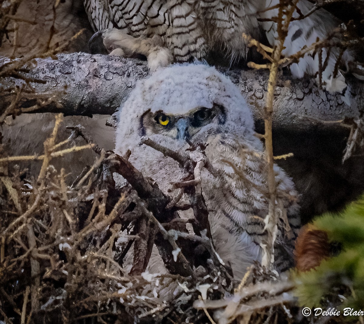 Great Horned Owl - ML619616167