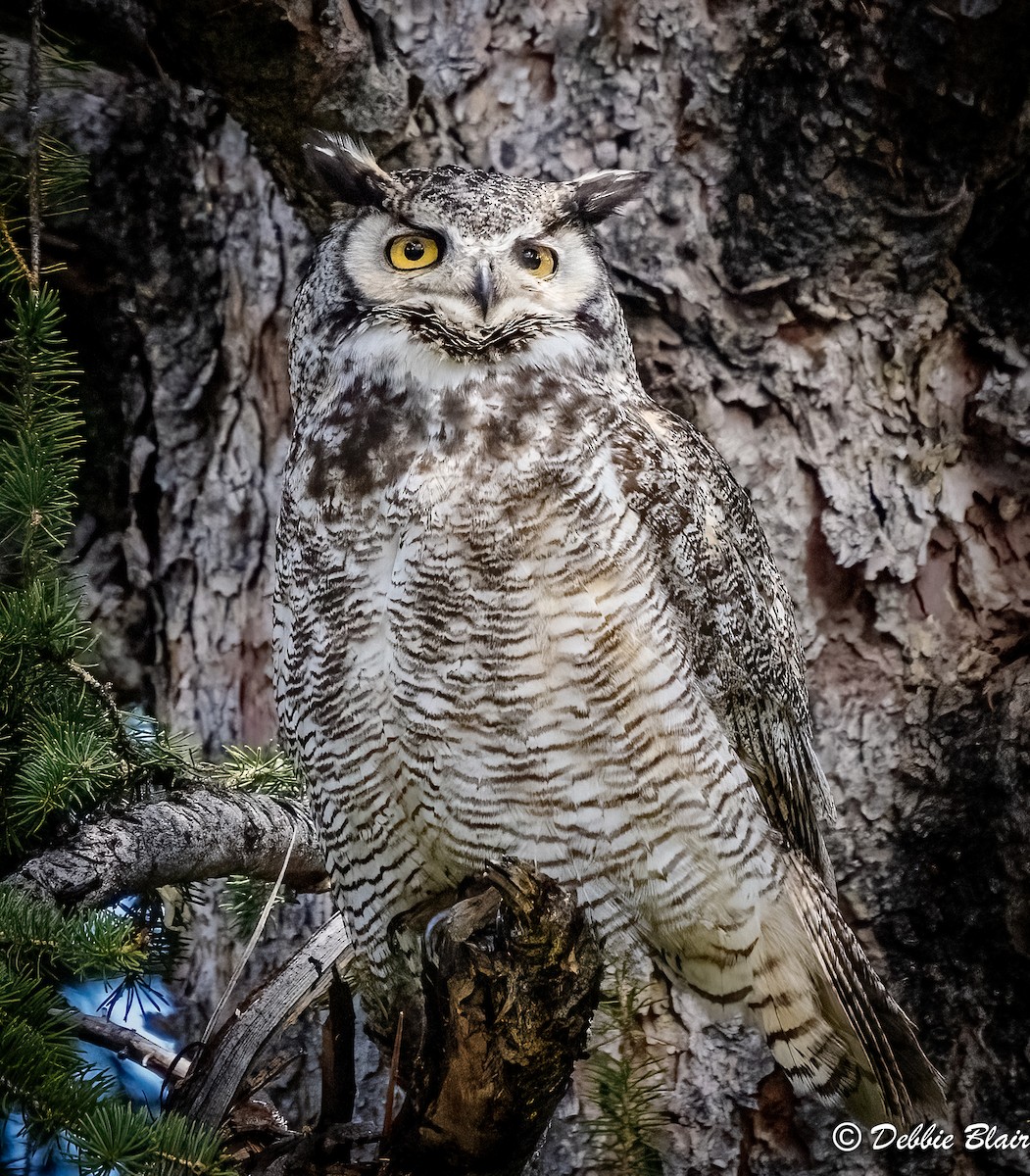 Great Horned Owl - ML619616172
