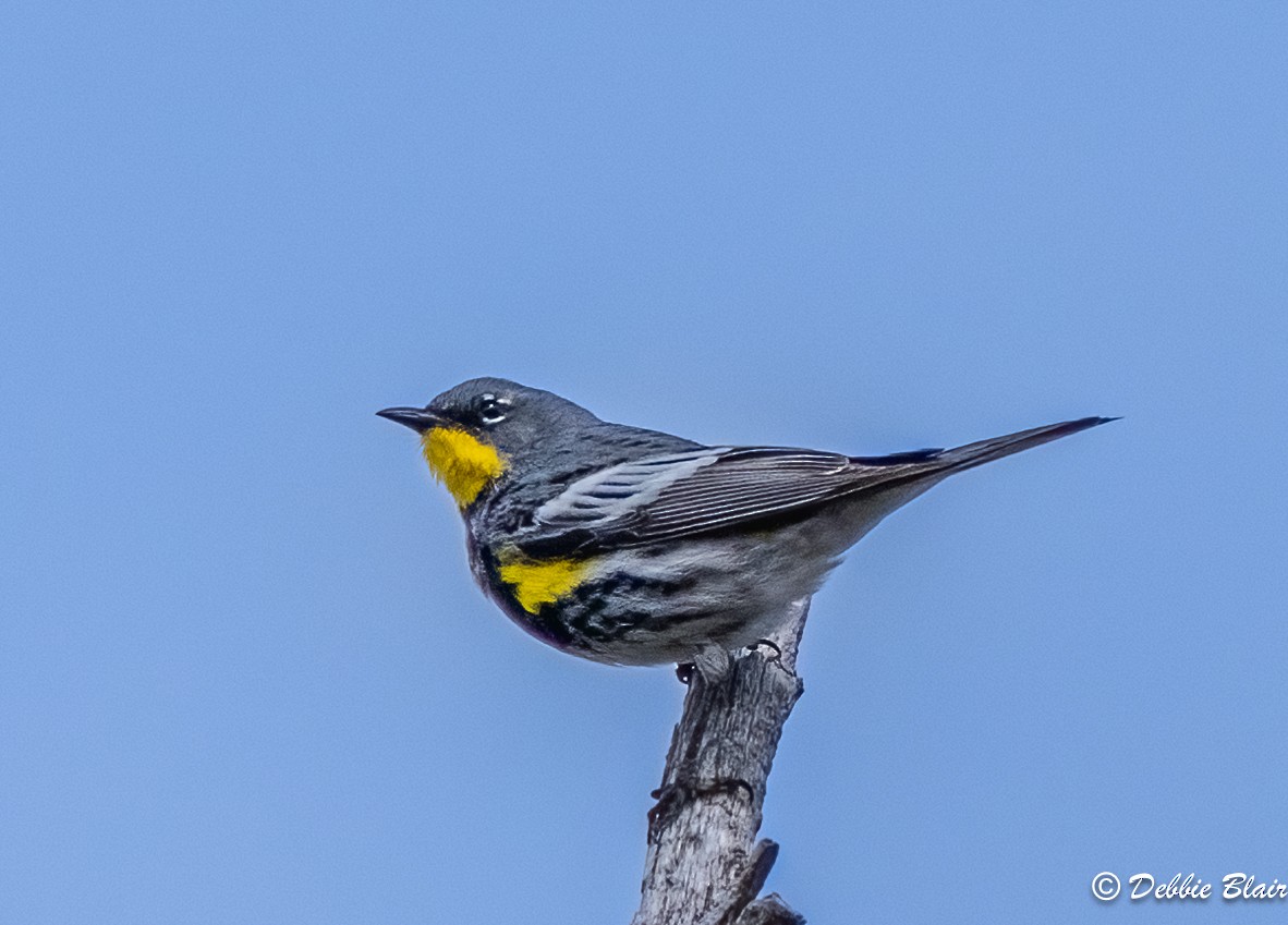 Yellow-rumped Warbler (Audubon's) - ML619616190