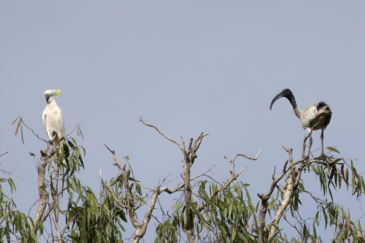 ibis australský - ML619616215