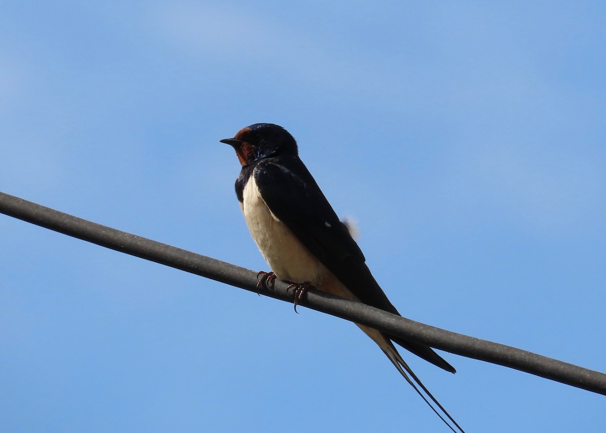 Barn Swallow - ML619616218