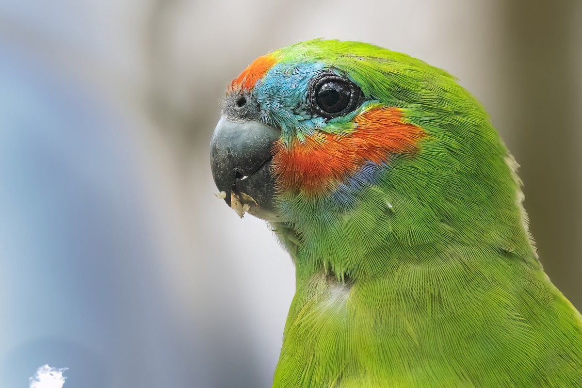 Double-eyed Fig-Parrot (Double-eyed) - ML619616267
