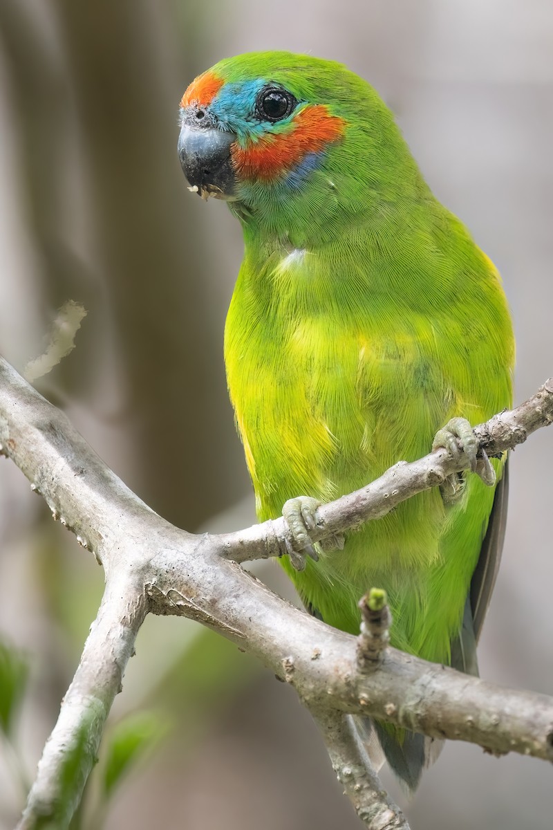 Double-eyed Fig-Parrot (Double-eyed) - ML619616269