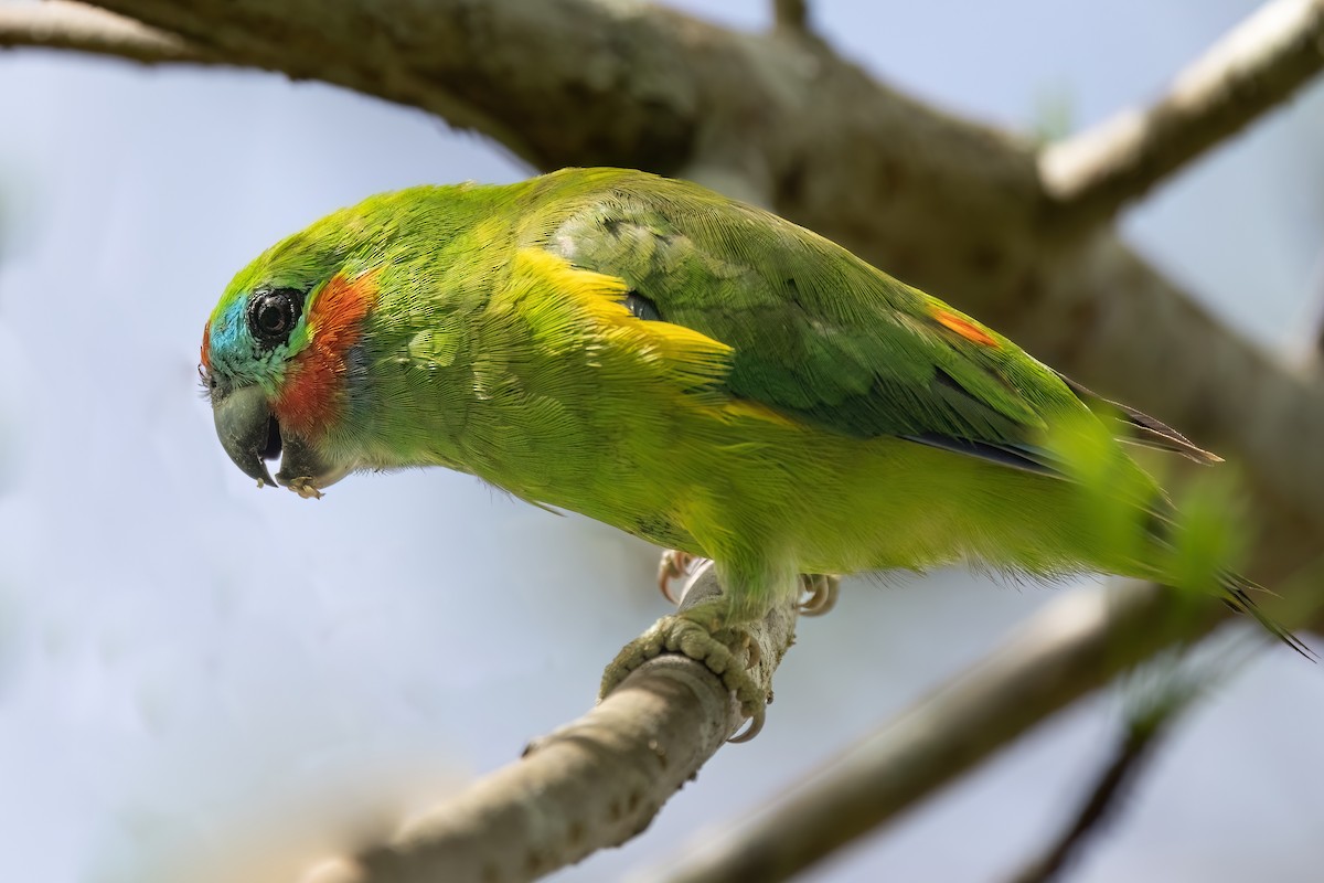 Double-eyed Fig-Parrot (Double-eyed) - ML619616270
