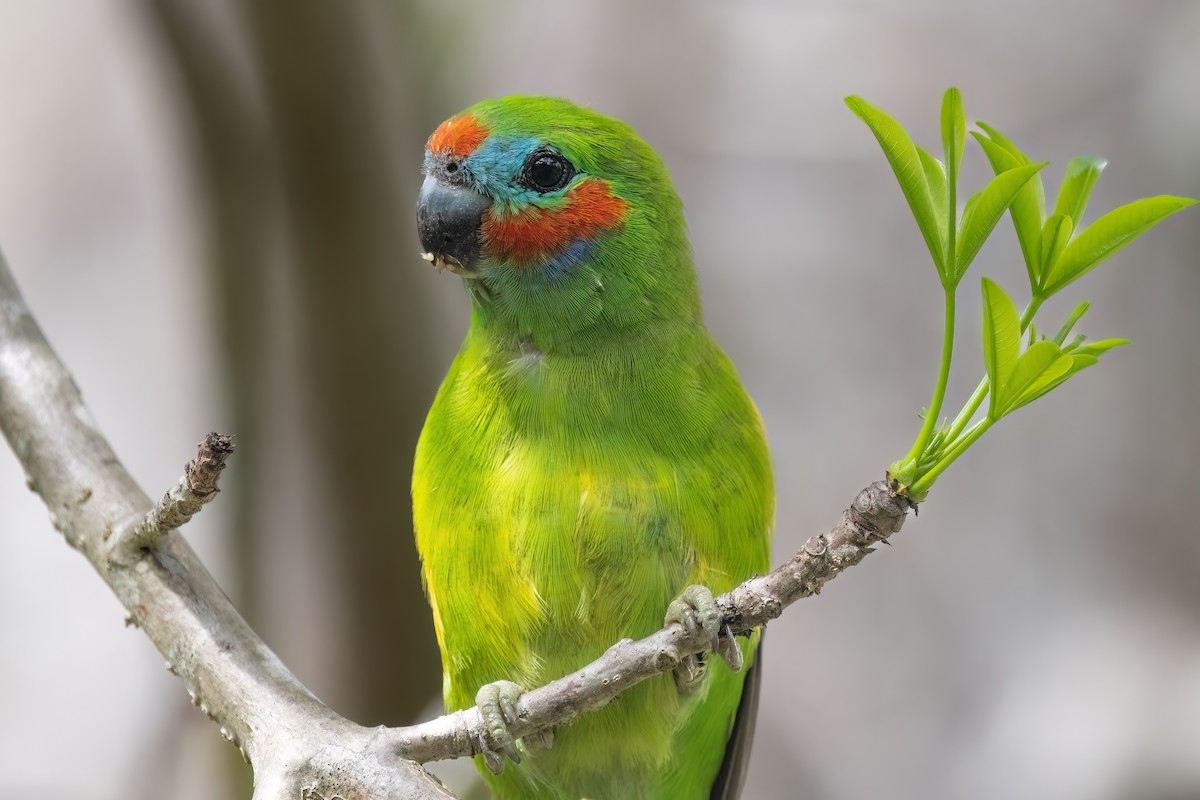 Double-eyed Fig-Parrot (Double-eyed) - ML619616271