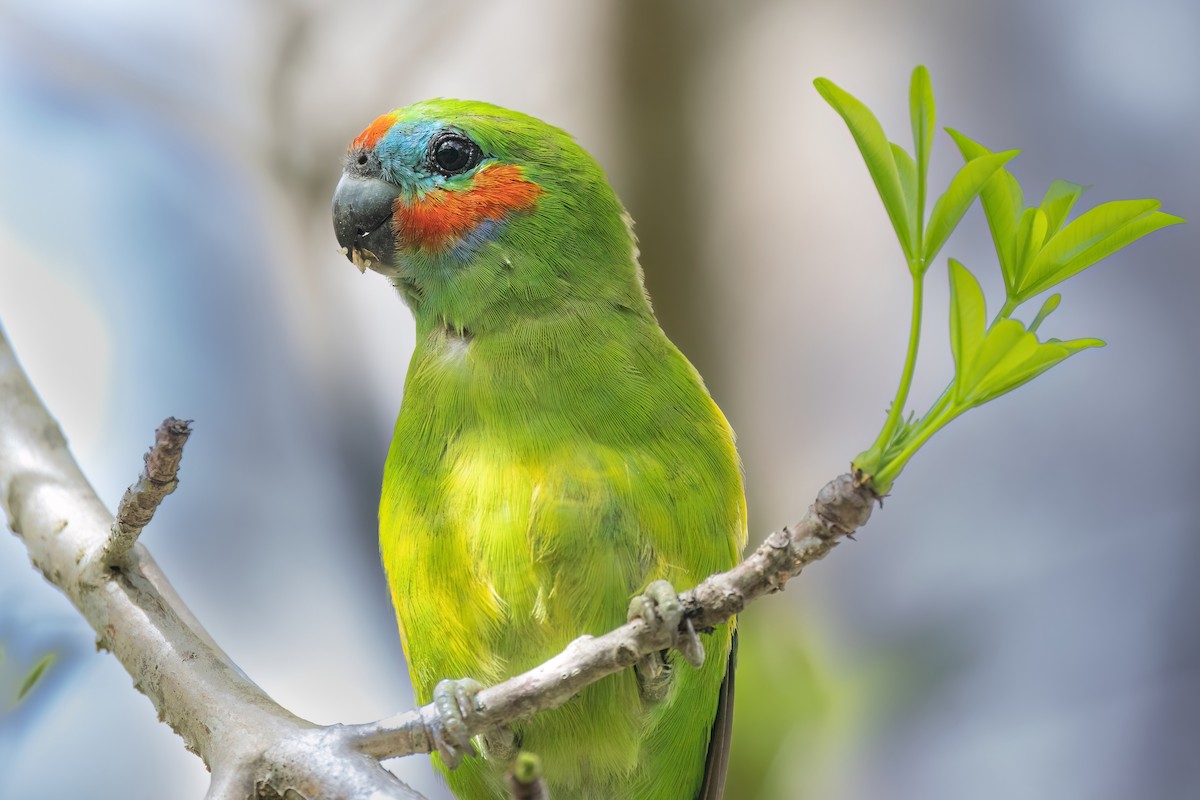 Double-eyed Fig-Parrot (Double-eyed) - ML619616272