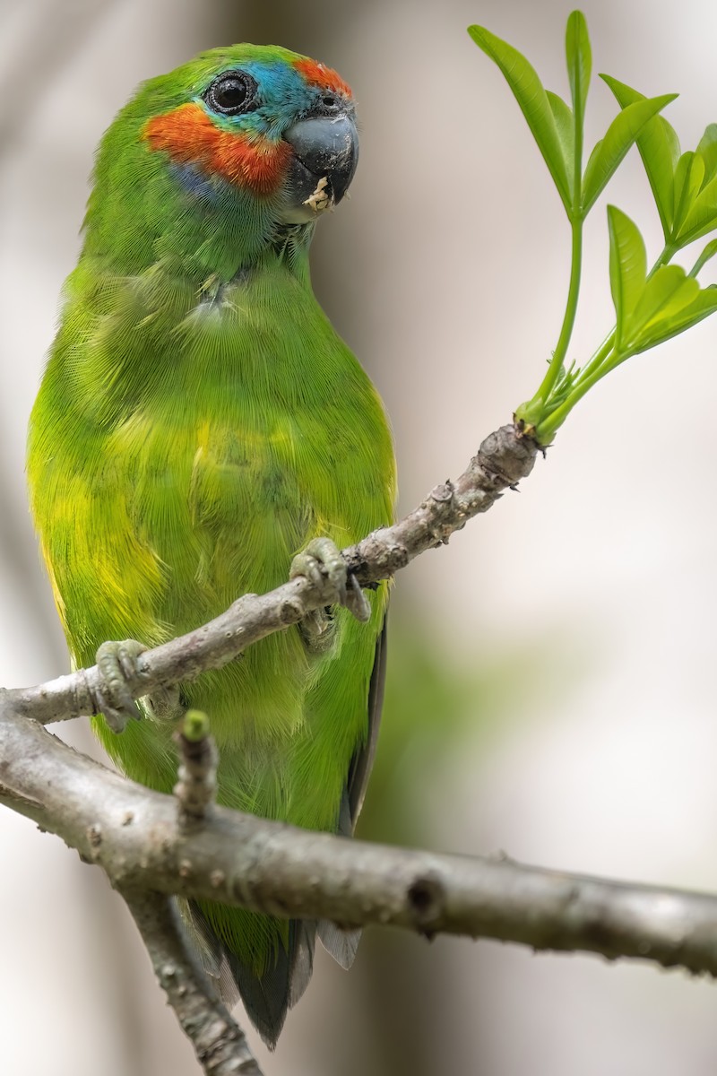 Double-eyed Fig-Parrot (Double-eyed) - ML619616273