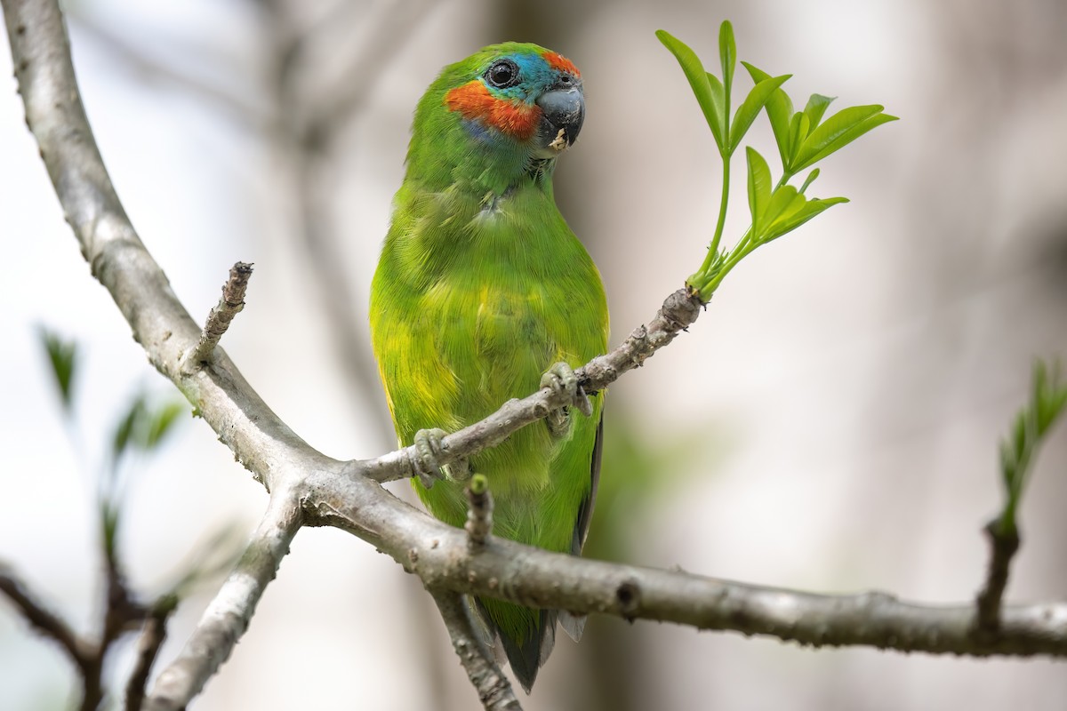 Double-eyed Fig-Parrot (Double-eyed) - ML619616274