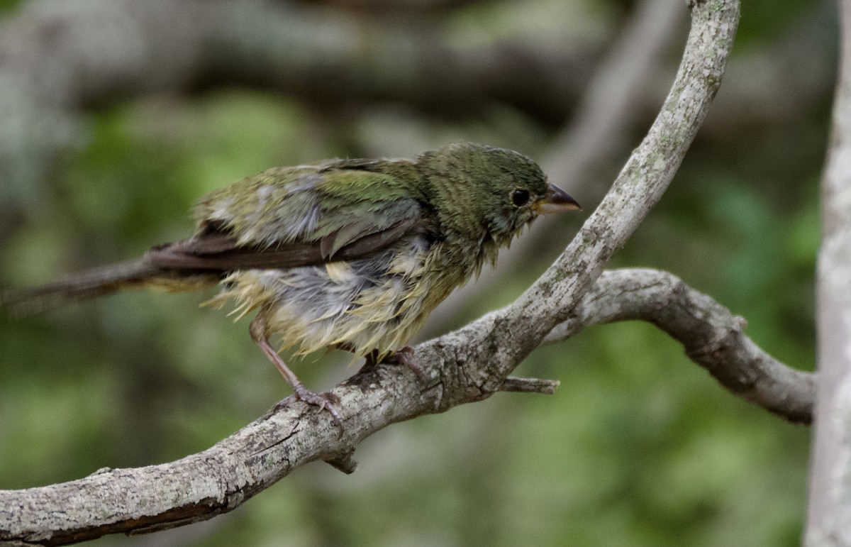 Painted Bunting - ML619616295