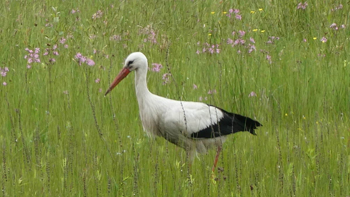 White Stork - ML619616307
