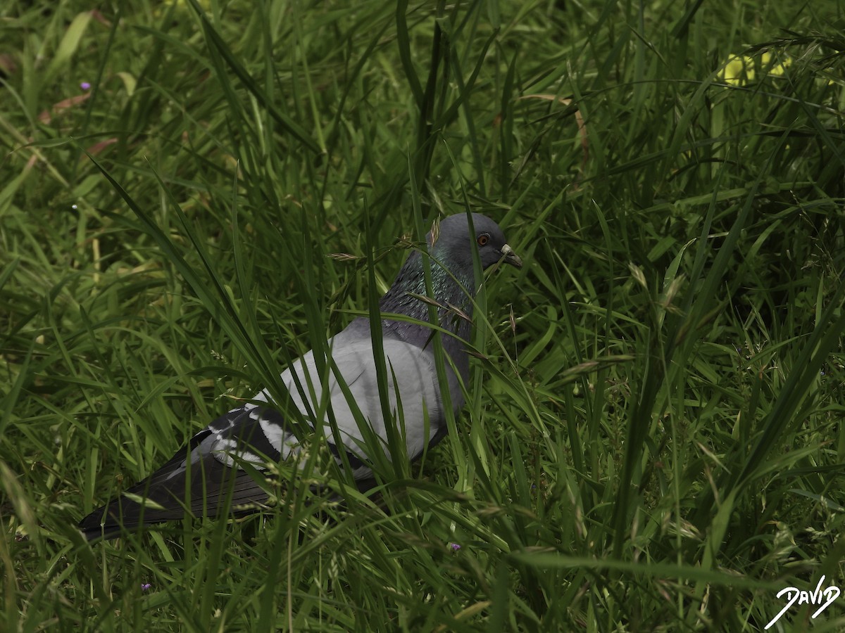 Rock Pigeon (Feral Pigeon) - ML619616349