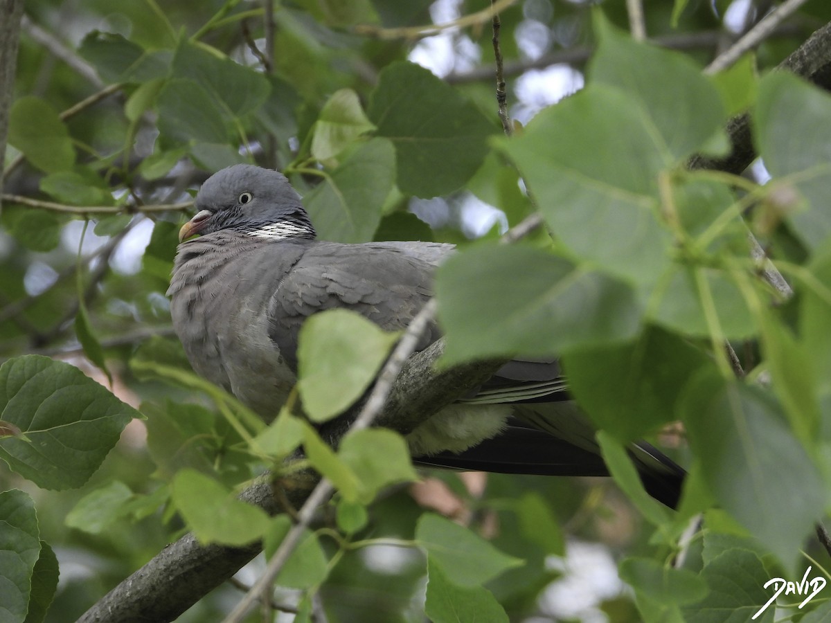 Common Wood-Pigeon - ML619616363