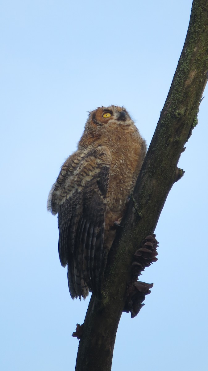 Great Horned Owl - ML619616370
