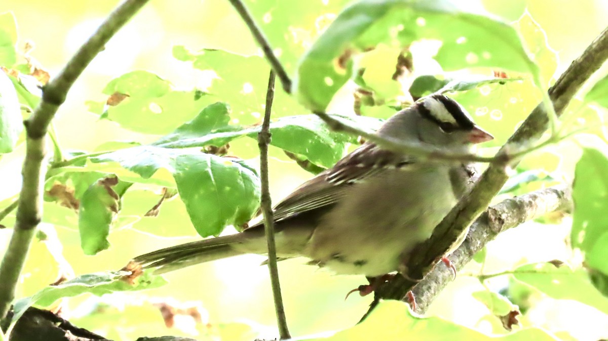 White-crowned Sparrow - ML619616393