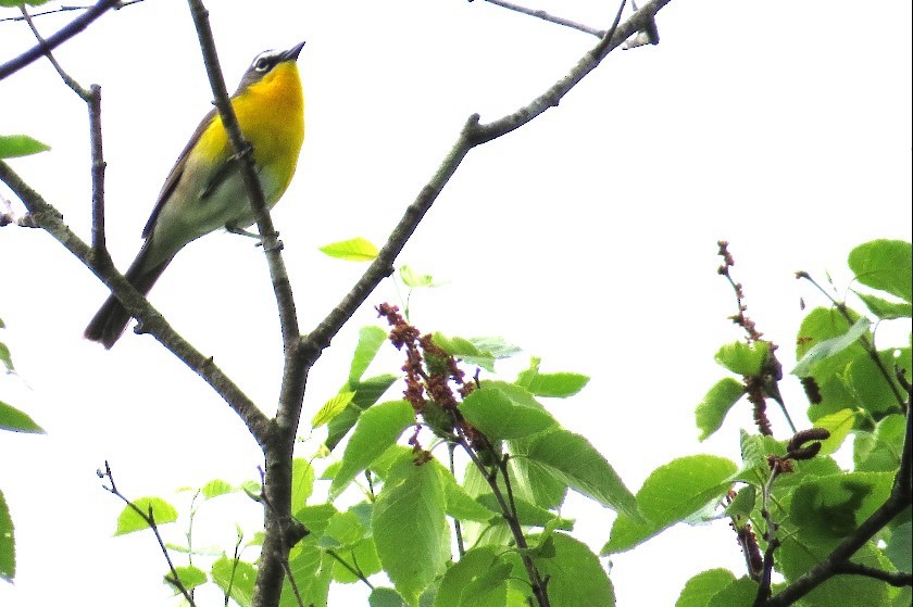 Yellow-breasted Chat - ML619616395