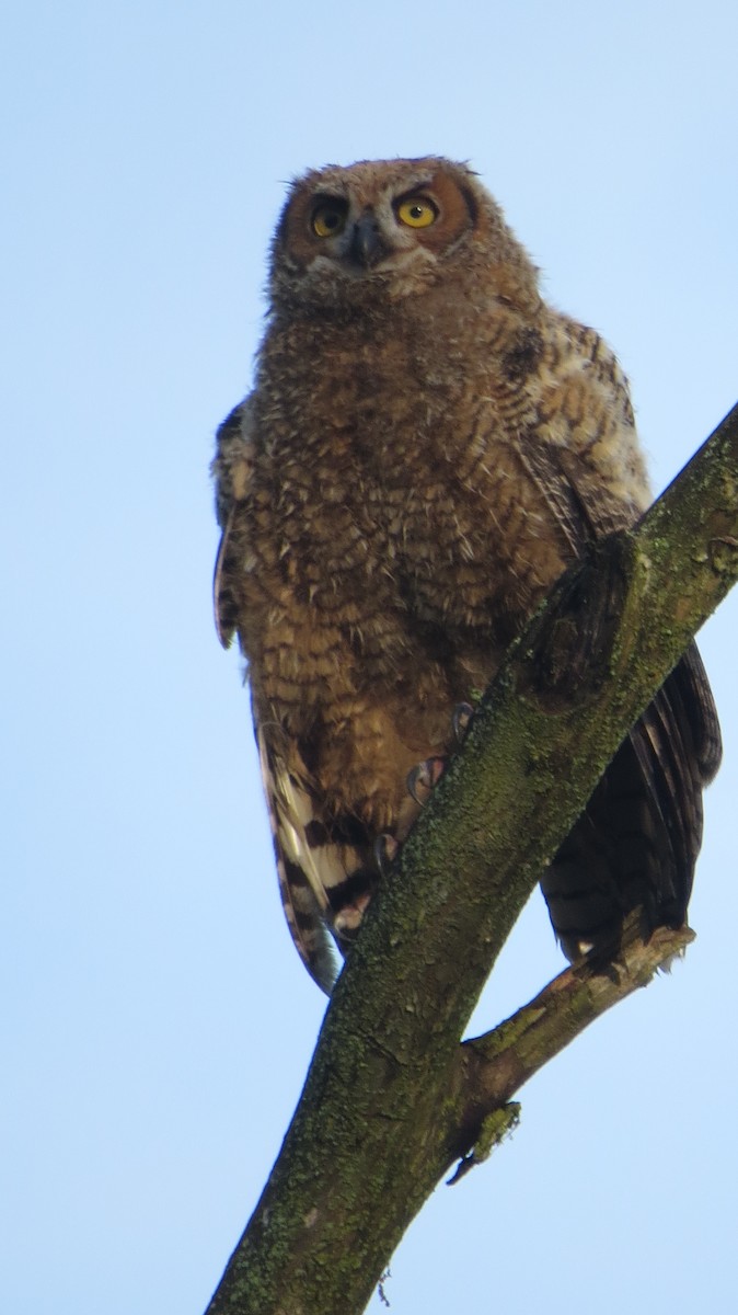 Great Horned Owl - ML619616400