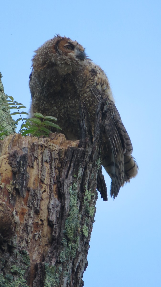 Great Horned Owl - ML619616409