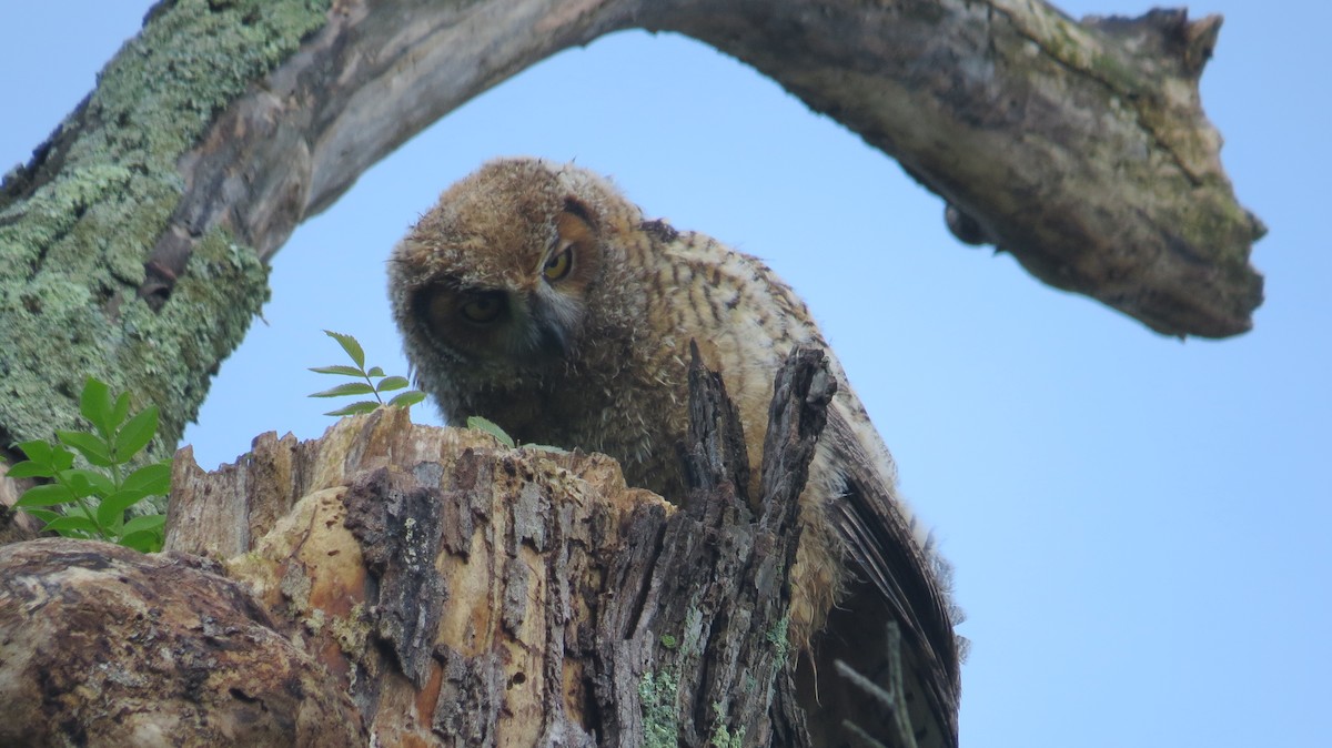 Great Horned Owl - ML619616410