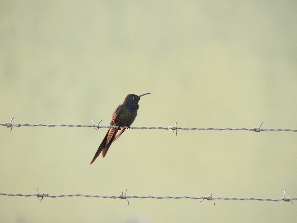 Swallow-tailed Hummingbird - ML619616448