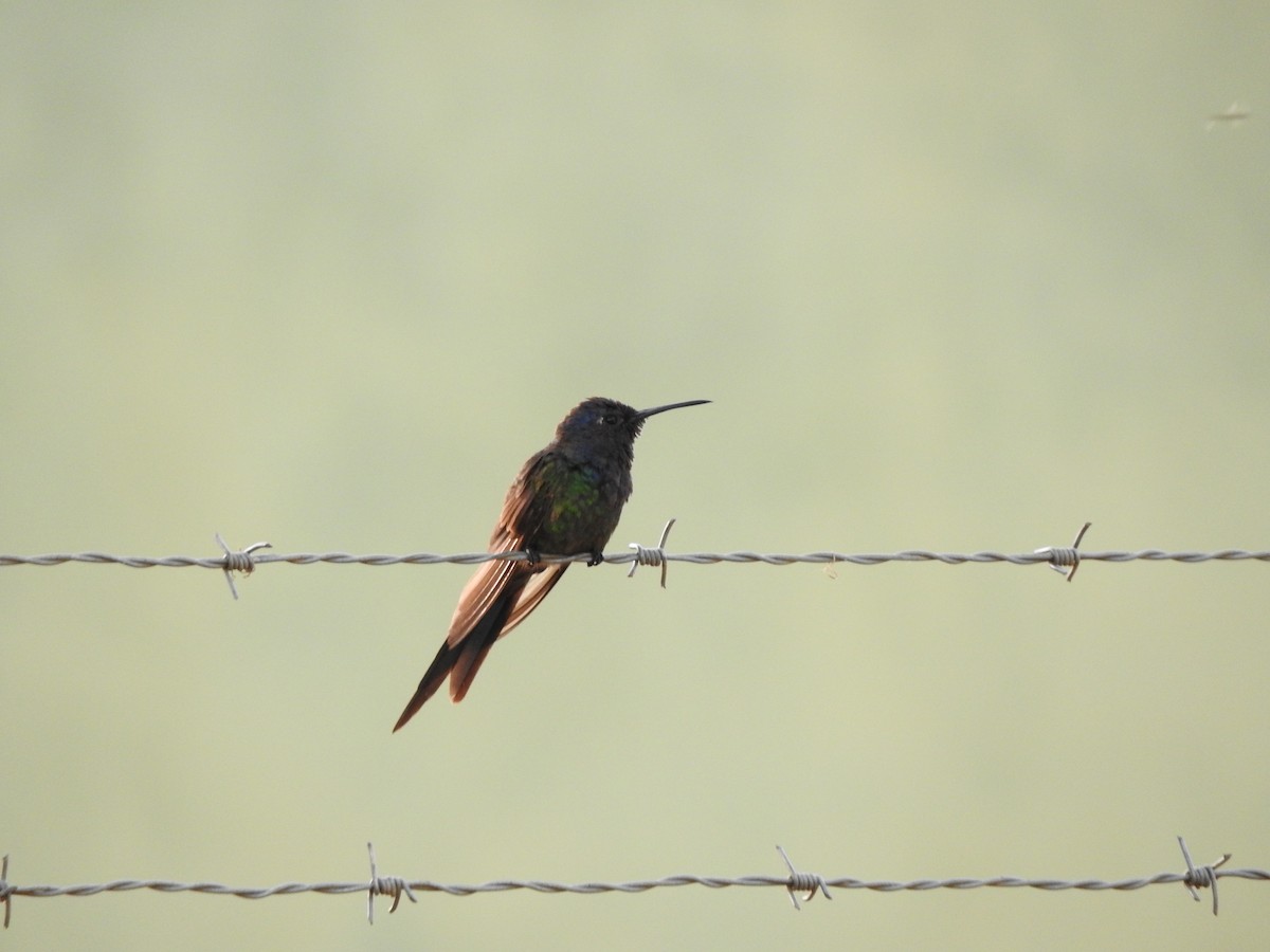 Swallow-tailed Hummingbird - ML619616449