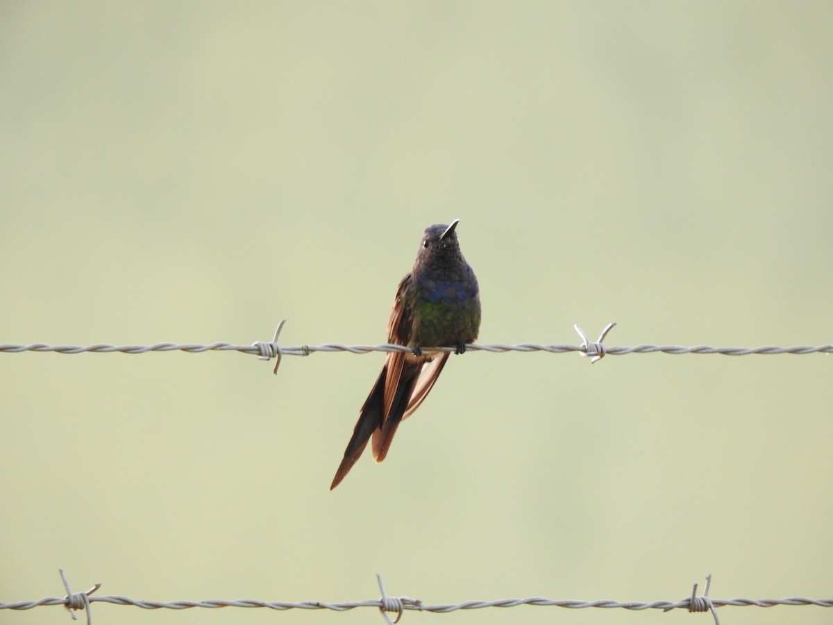 Swallow-tailed Hummingbird - ML619616450