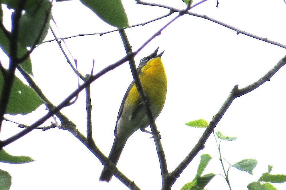 Yellow-breasted Chat - ML619616456