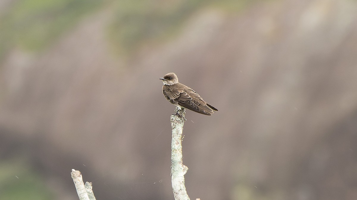 Brown-chested Martin - ML619616466