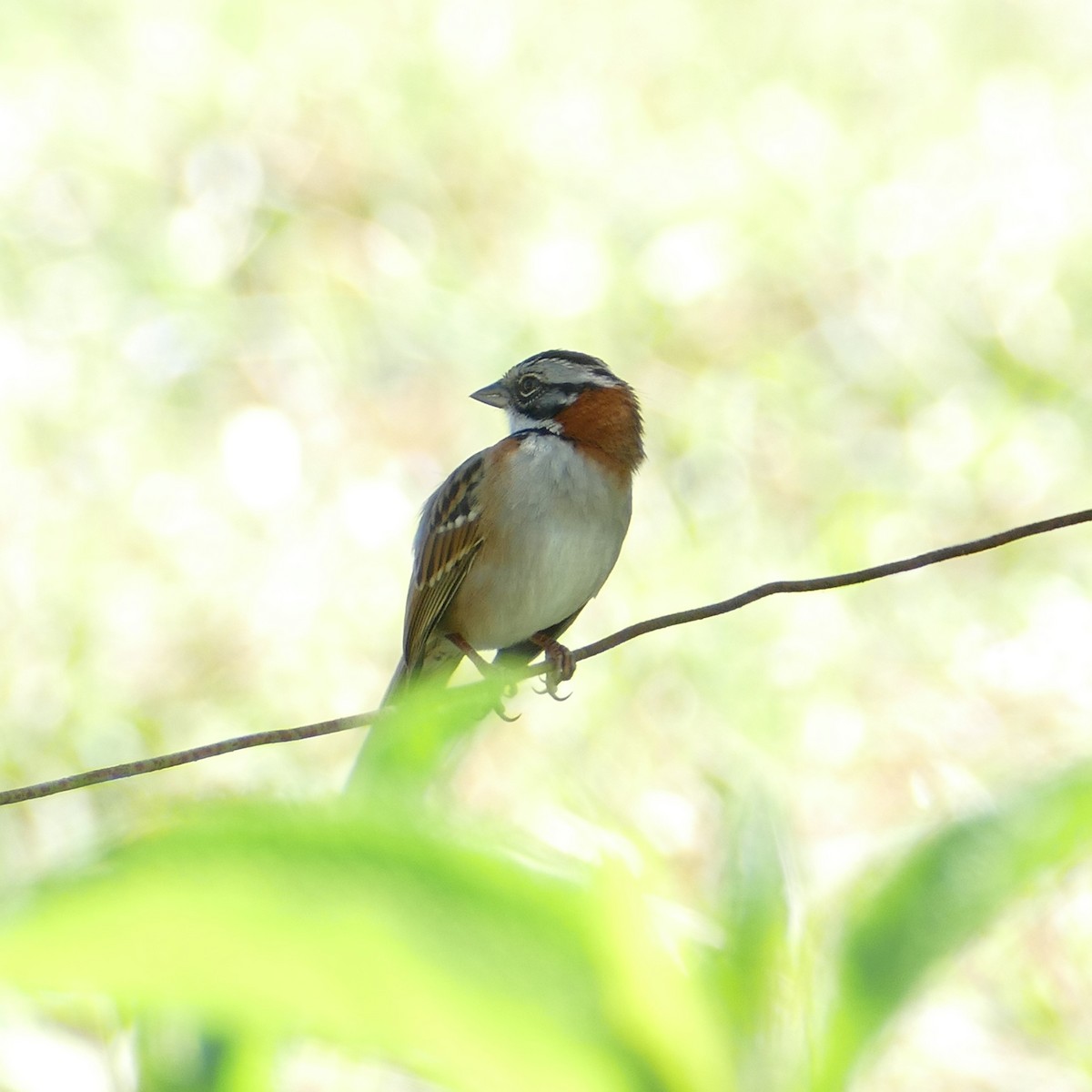 Rufous-collared Sparrow - ML619616495