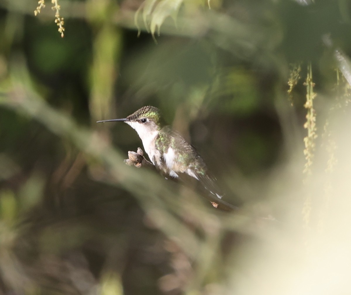 Ruby-throated Hummingbird - ML619616522