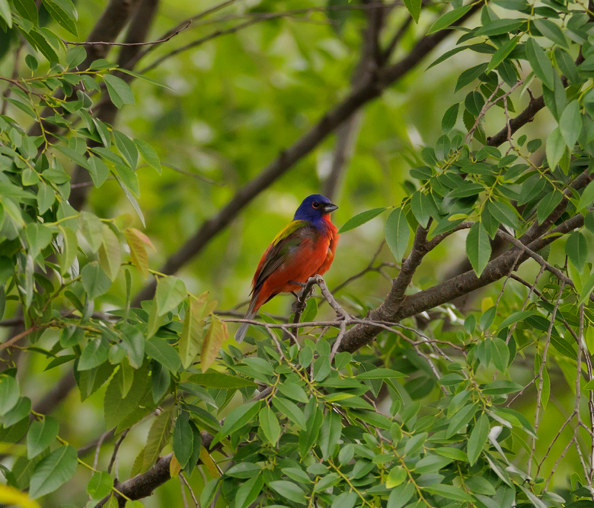 Painted Bunting - ML619616540