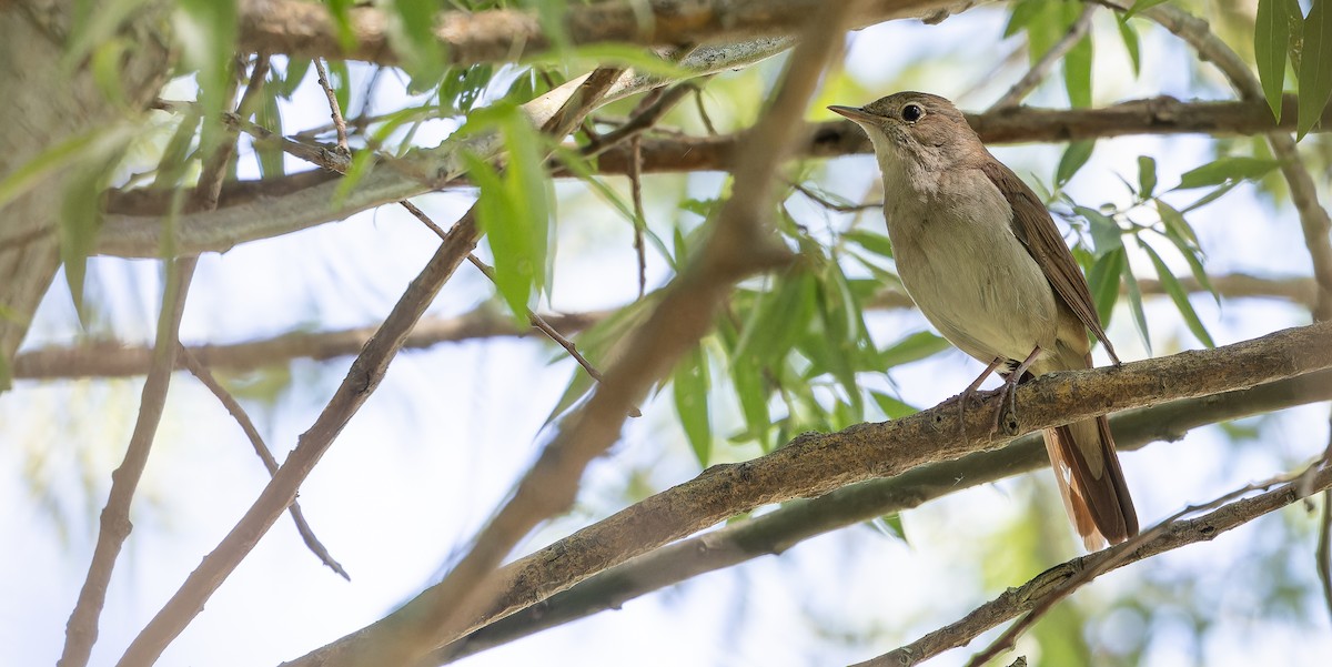 Common Nightingale (megarhynchos/africana) - ML619616553