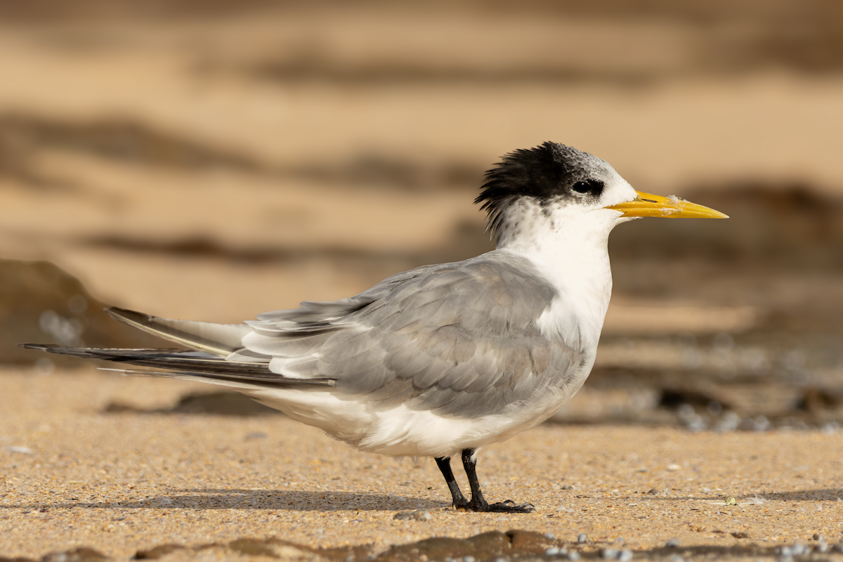 Great Crested Tern - ML619616557