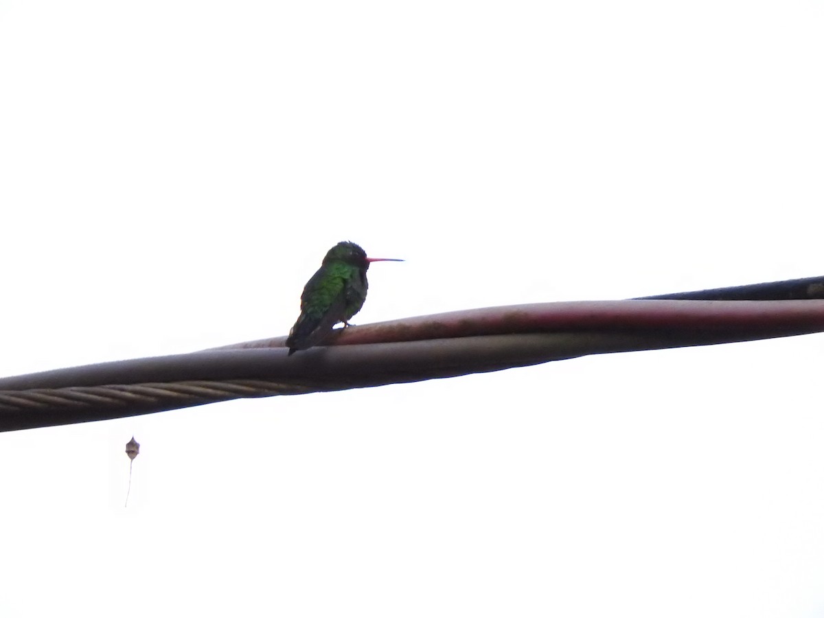 kolibřík lesklobřichý - ML619616572