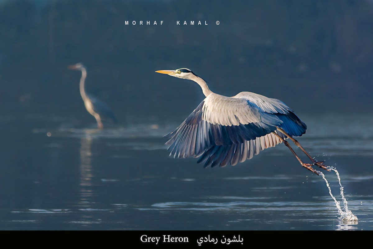 Gray Heron - ML619616580