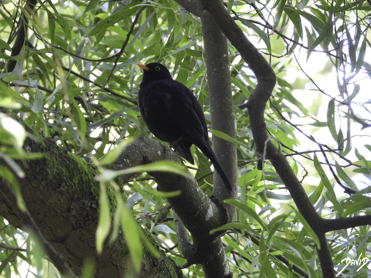 Eurasian Blackbird - ML619616599