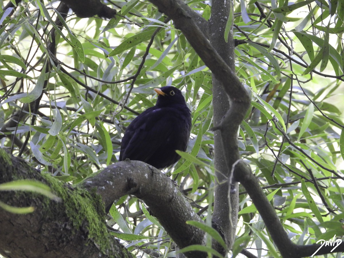 Eurasian Blackbird - ML619616600