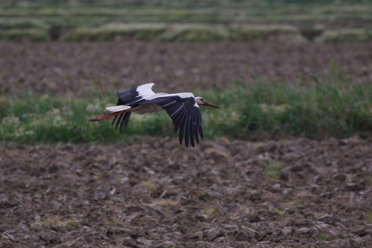 White Stork - ML619616651