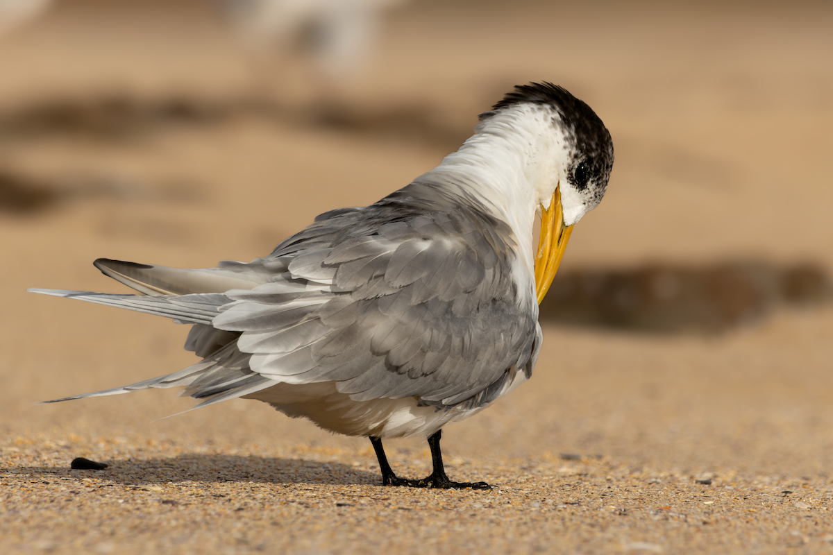Great Crested Tern - ML619616707